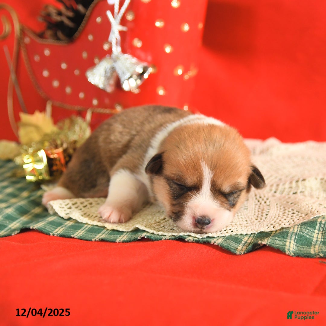 Welsh Corgi Pembroke dogs for sale: Penny - Ad 5