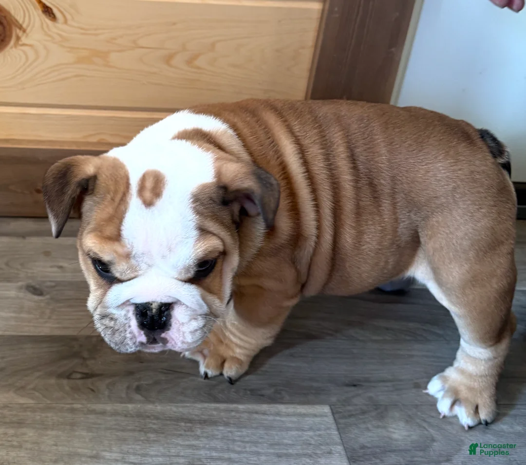 American Bulldog dogs for sale: Gunther - Ad 3