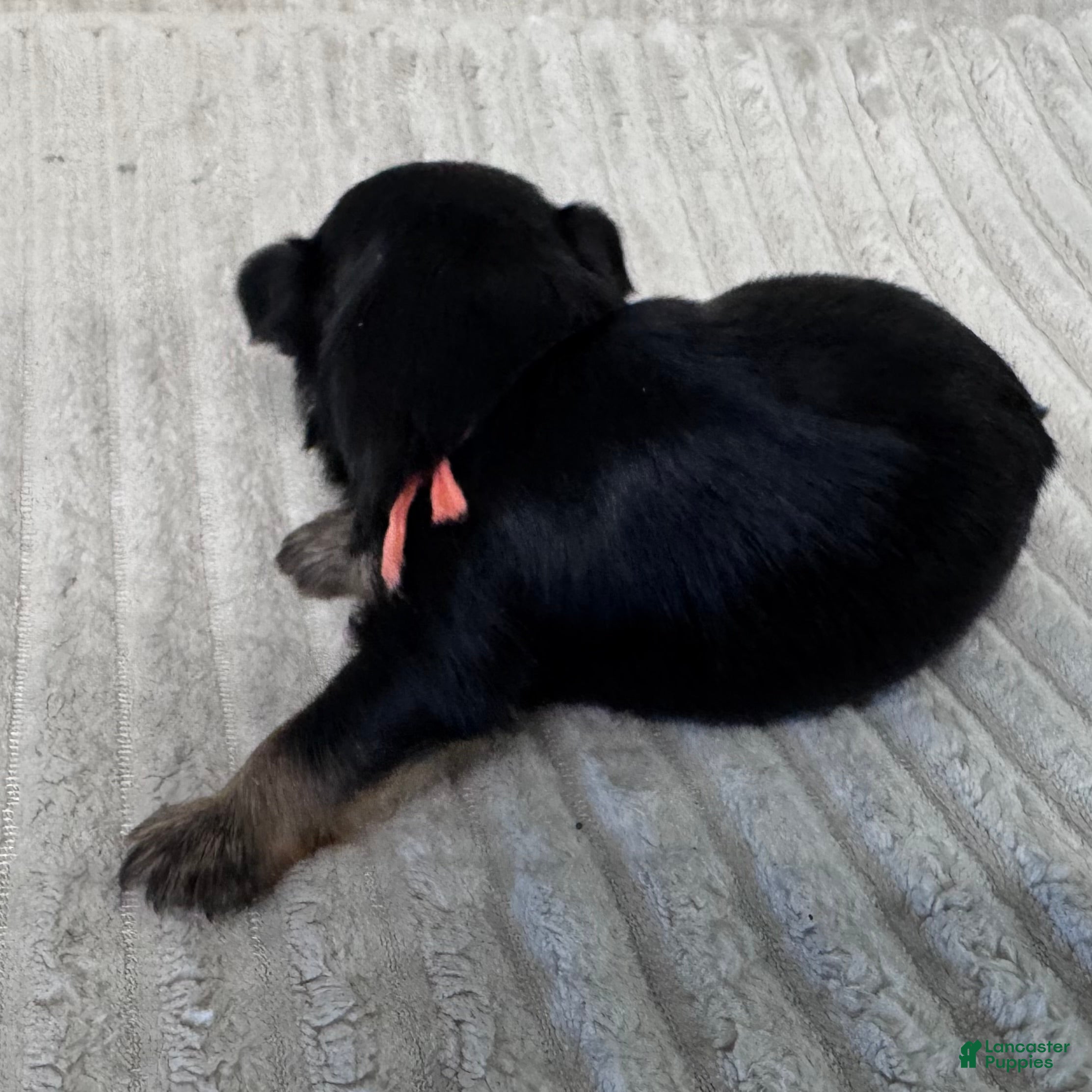 Yorkshire Terrier dogs Lisa-Peach - Ad 2