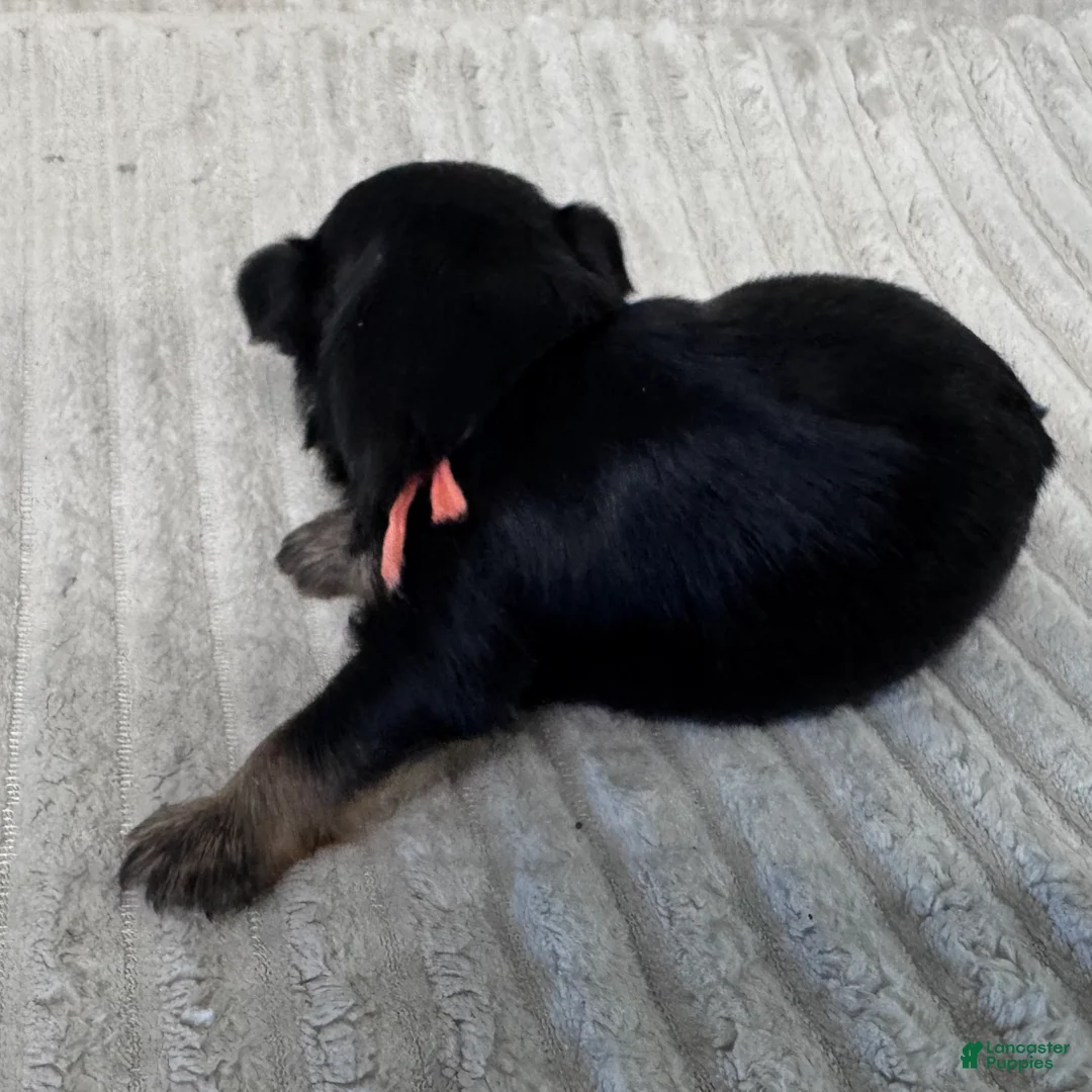 Yorkshire Terrier dogs for sale: Lisa-Peach - Ad 2