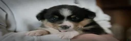 Mixed Breed dogs for sale: Star - Ad 9