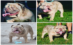 Old English Sheepdog dogs for stud: Skydrives Yoshi - Image 17