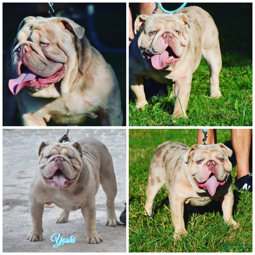 Old English Sheepdog dogs for stud: Skydrives Yoshi - Image 17