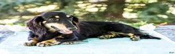 Miniature Dachshund dogs for sale: Nate - Ad 10