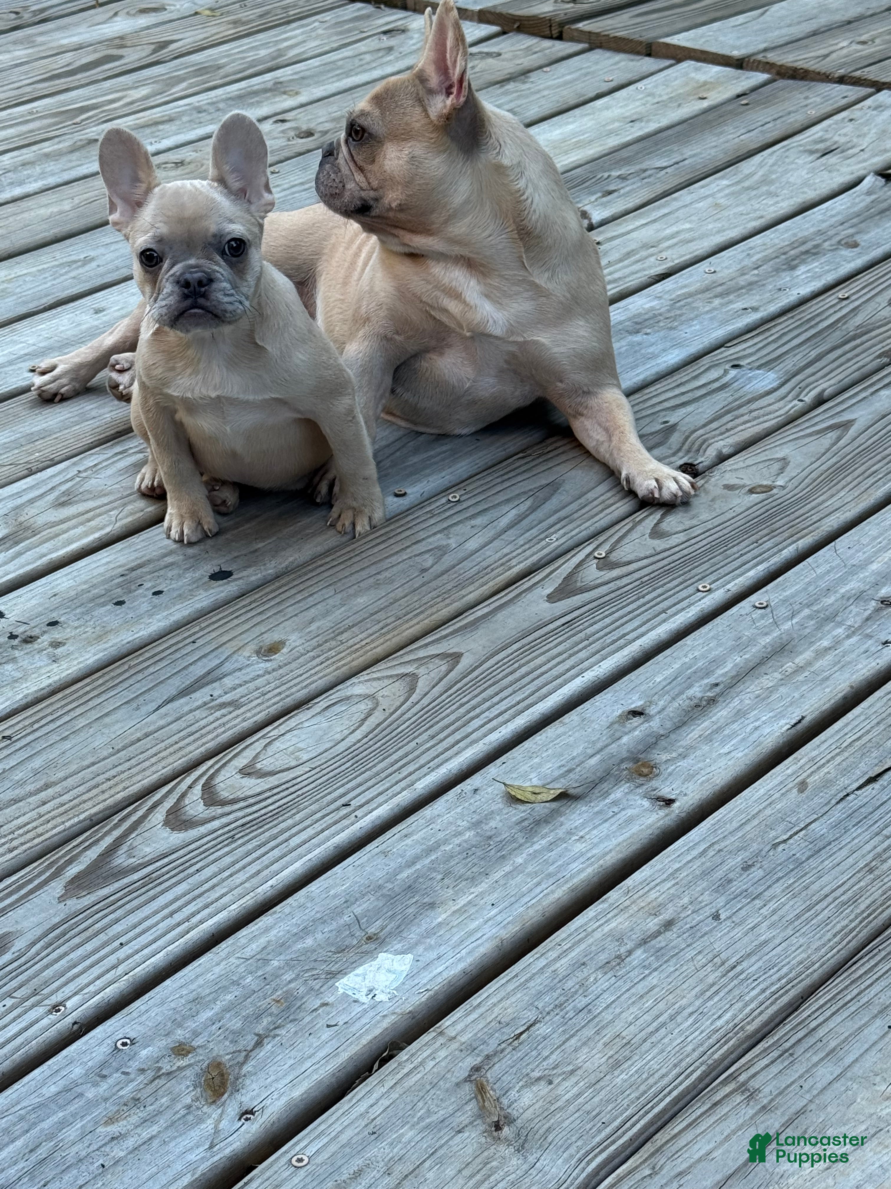 French Bulldog dogs French Bulldog 3 - Ad 2