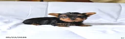 Yorkshire Terrier dogs for sale: Misty - Ad 3