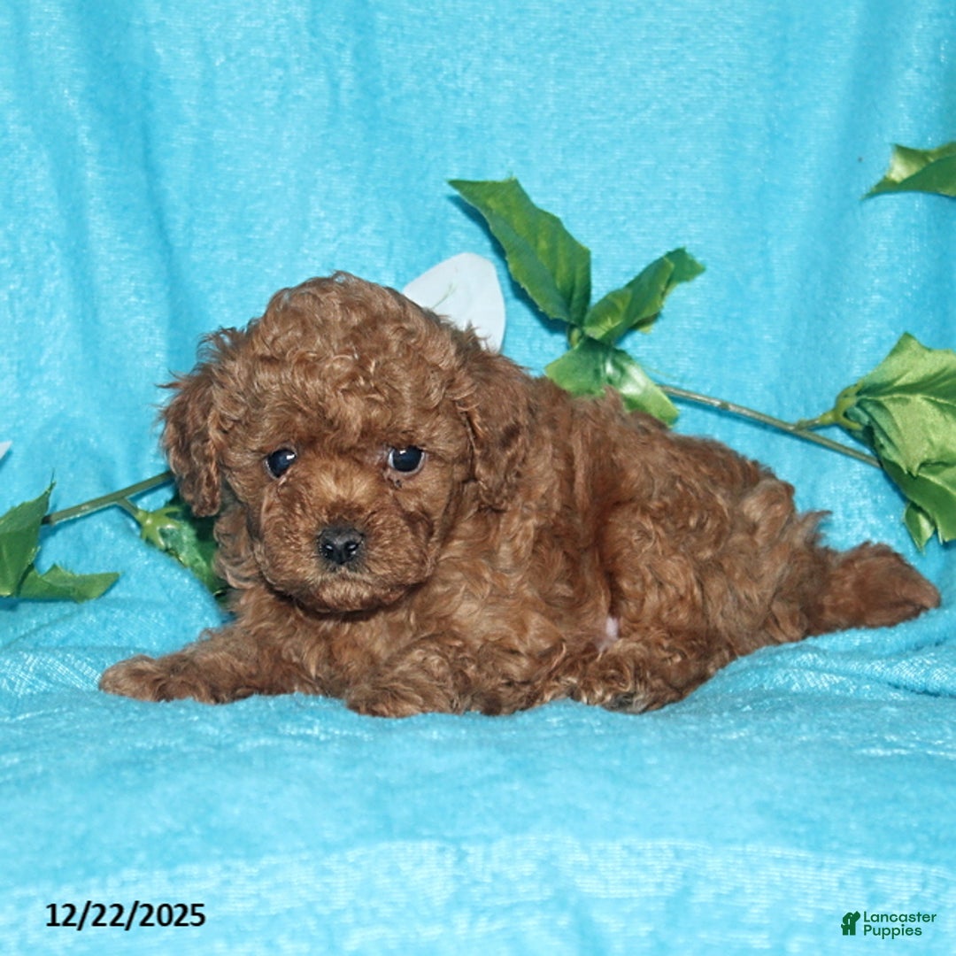 Toy Poodle dogs for sale: Rascal - Ad 4