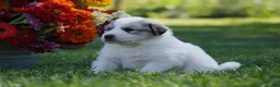 Great Pyrenees dogs for sale: AKC Nova - Ad 4
