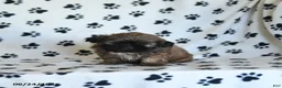 Shih Tzu dogs for sale: Ken  - Ad 5
