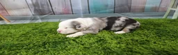 Miniature Australian Shepherd dogs for sale: George - Ad 12