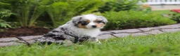 Miniature Australian Shepherd dogs for sale: Bonnie - Ad 12