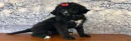 Bernedoodle dogs for sale: Buttercup - Ad 2