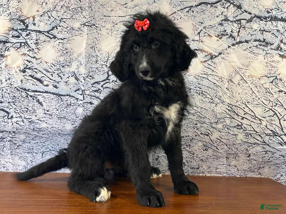 Bernedoodle dogs for sale: Buttercup - Ad 2