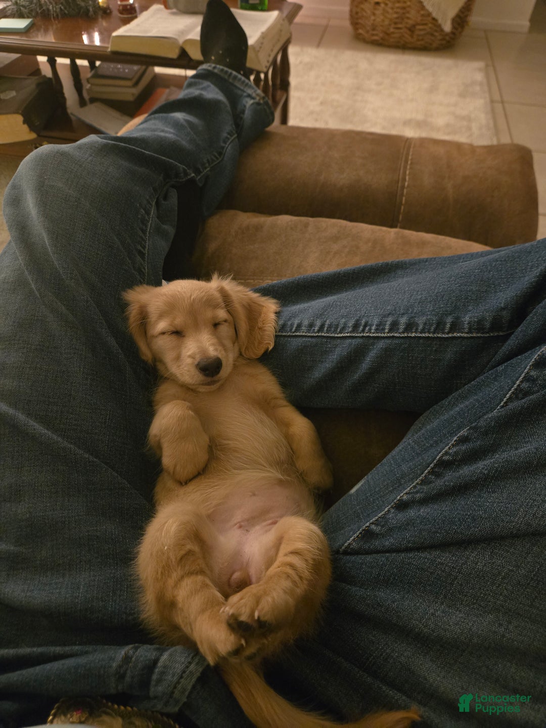 Miniature Dachshund dogs for sale: Blondie is a lil over 8 weeks and ready to go  - Ad 3