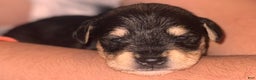 Miniature Schnauzer dogs for sale: Miniature Schnauzer Puppy 3 - Ad 3