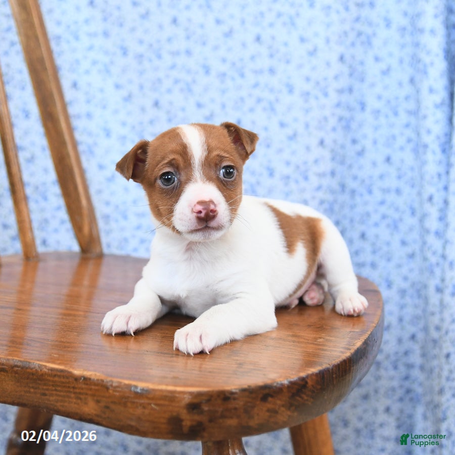 Jack Russell Terrier dogs Toffee - Ad 33