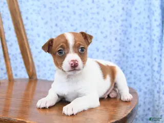 Jack Russell Terrier dogs Toffee - Ad 33
