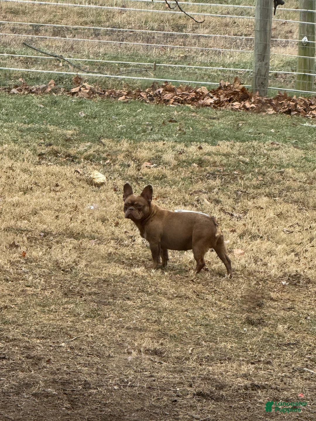 French Bulldog dogs for stud: Odin  - Ad 11