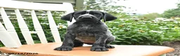 German Shorthaired Pointer dogs for sale: Rosie - Ad 5