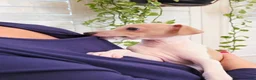 Italian Greyhound dogs for sale: Santiago - Ad 8