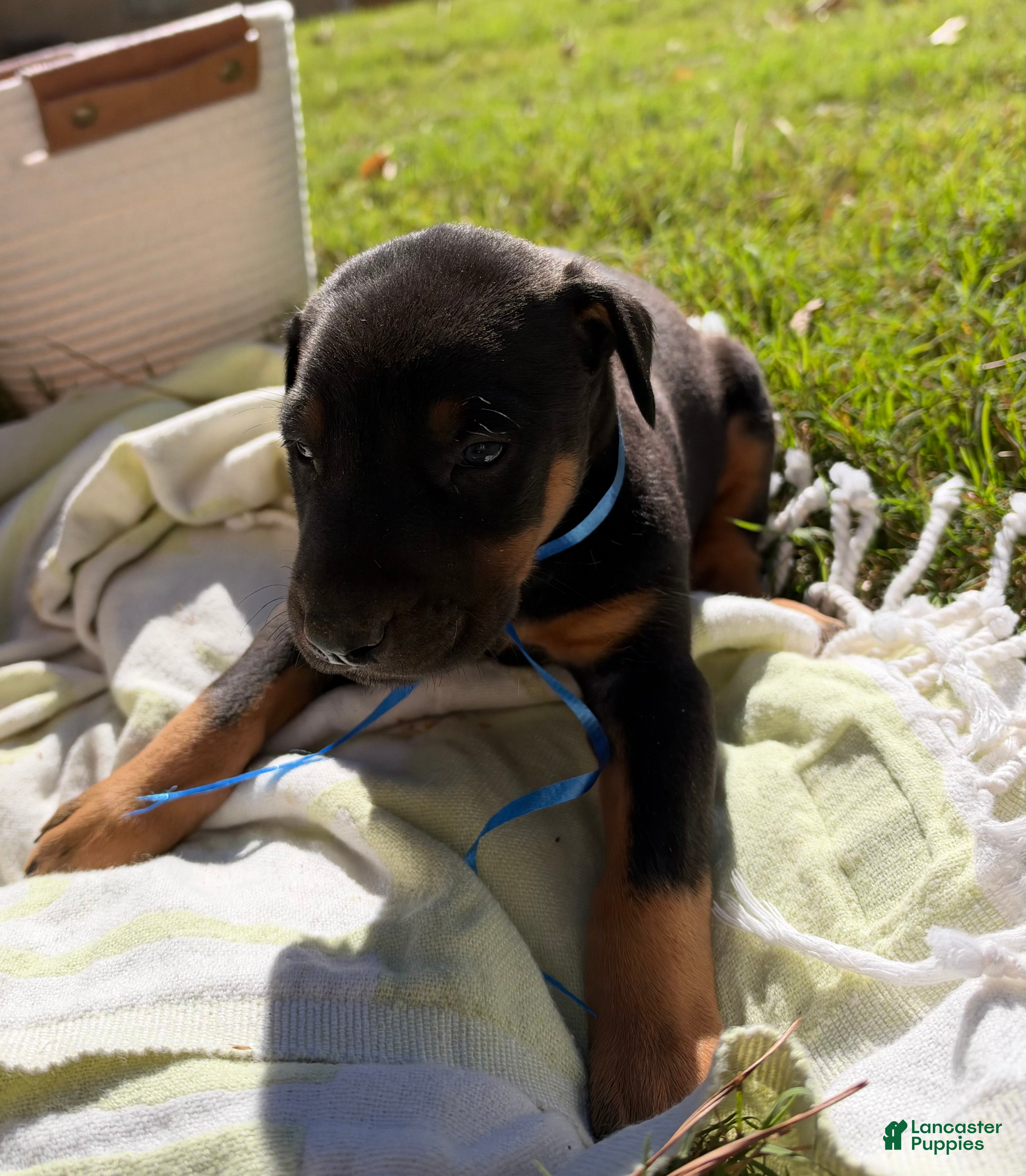 Doberman Pinscher dogs for sale: Doberman Pinscher 1 - Ad 30