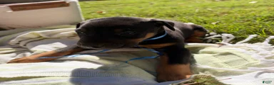 Doberman Pinscher 1