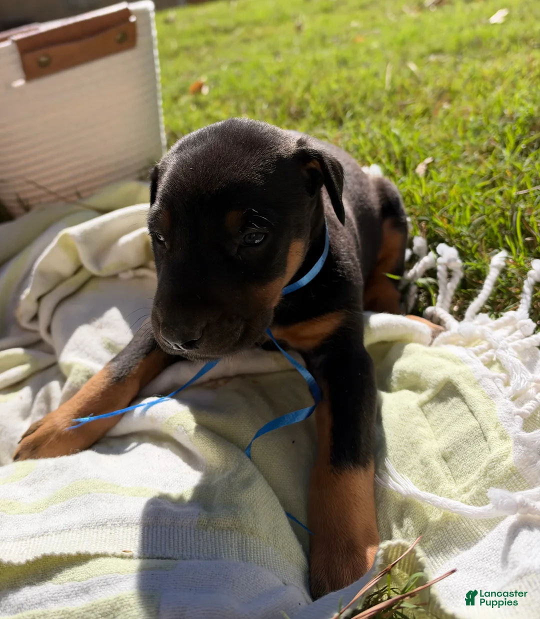 Doberman Pinscher dogs for sale: Doberman Pinscher 1 - Ad 1