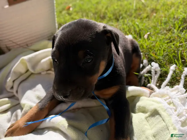 Doberman Pinscher dogs for sale: Doberman Pinscher 1 - Ad 30