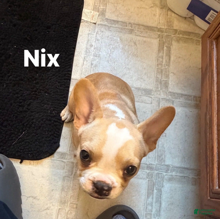 French Bulldog dogs Nix - Ad 1