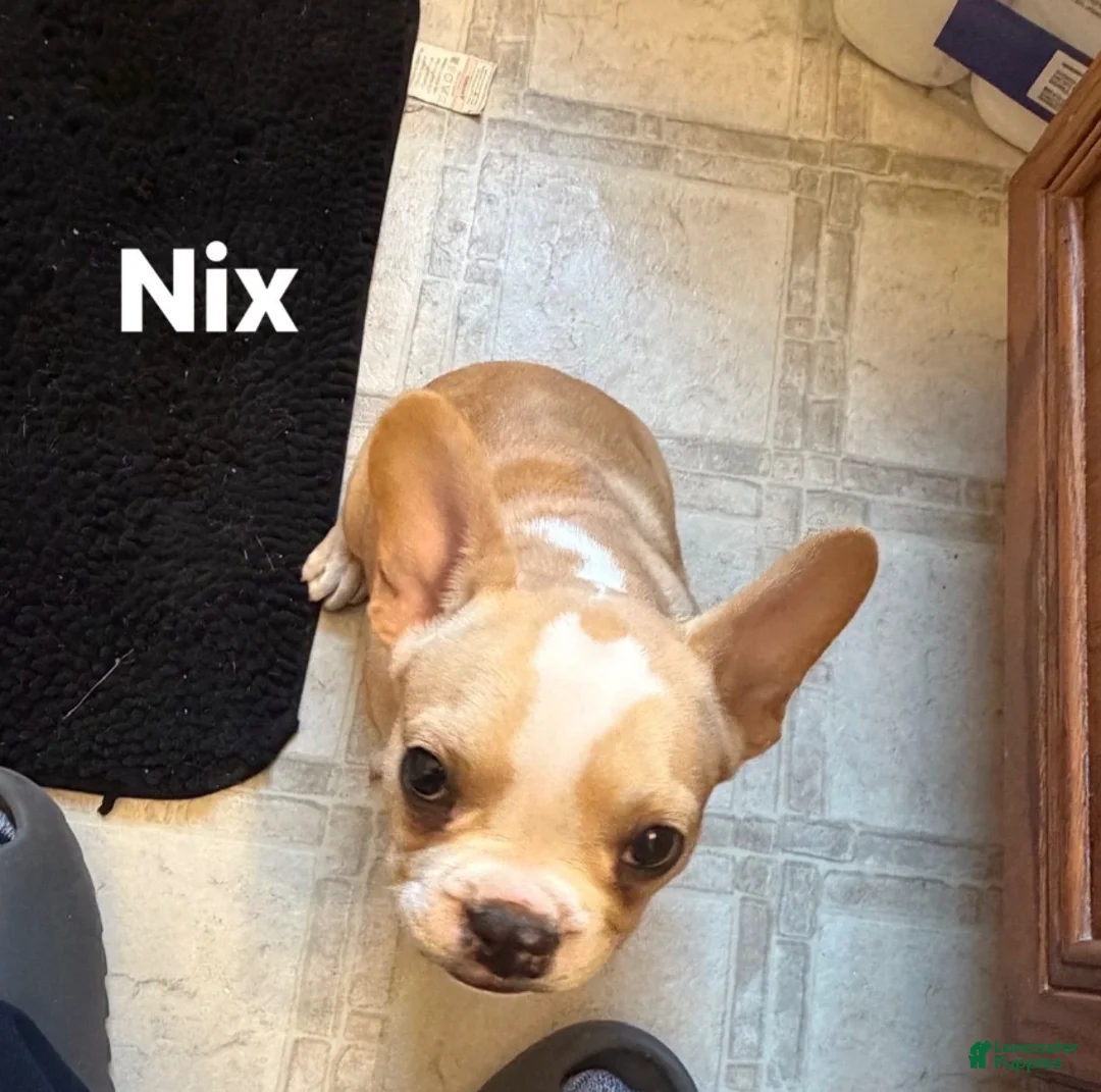 French Bulldog dogs for sale: Nix - Ad 1