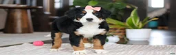 Bernese Mountain Dog dogs for sale: Lily - Ad 6