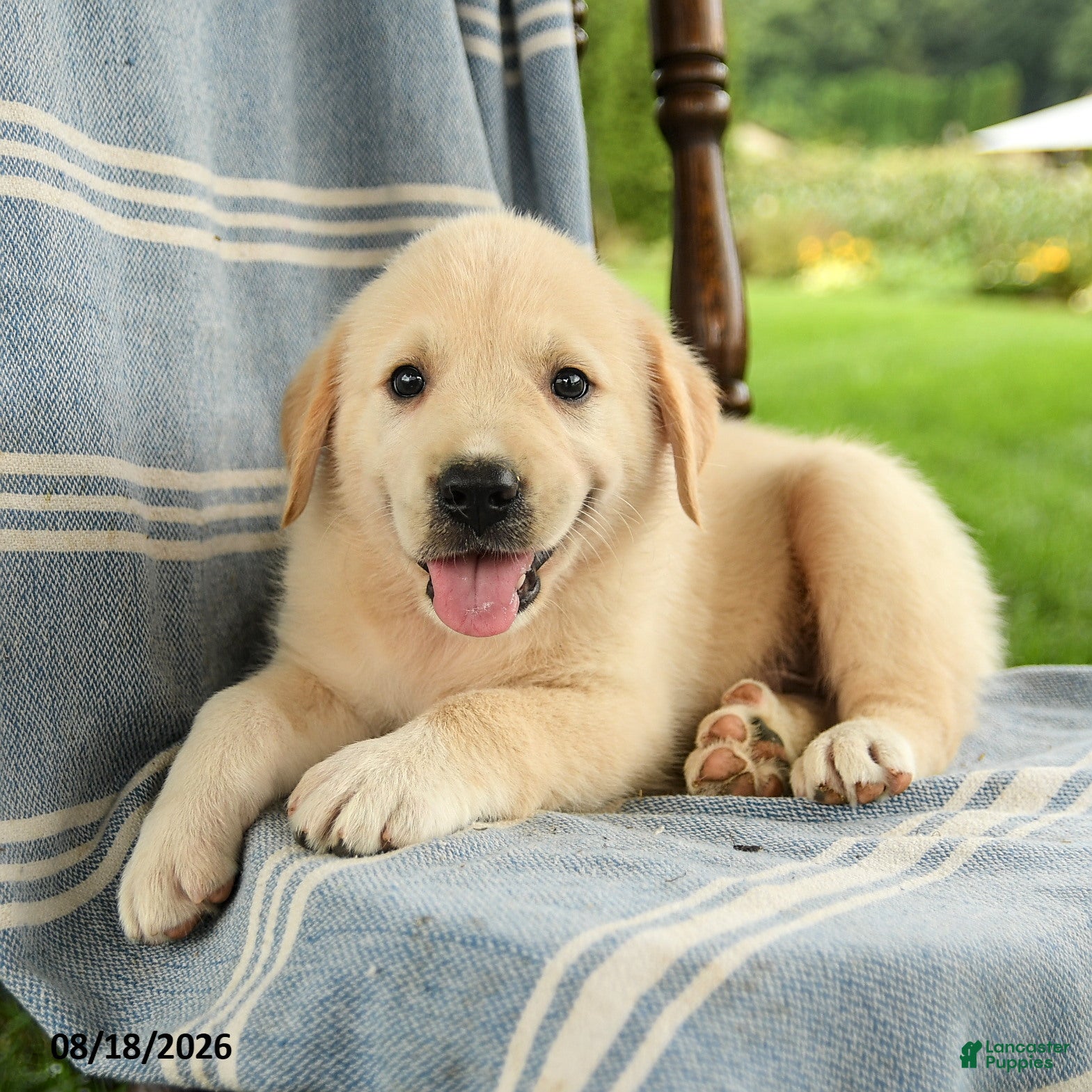 Mixed Breed dogs Cooper - Ad 2