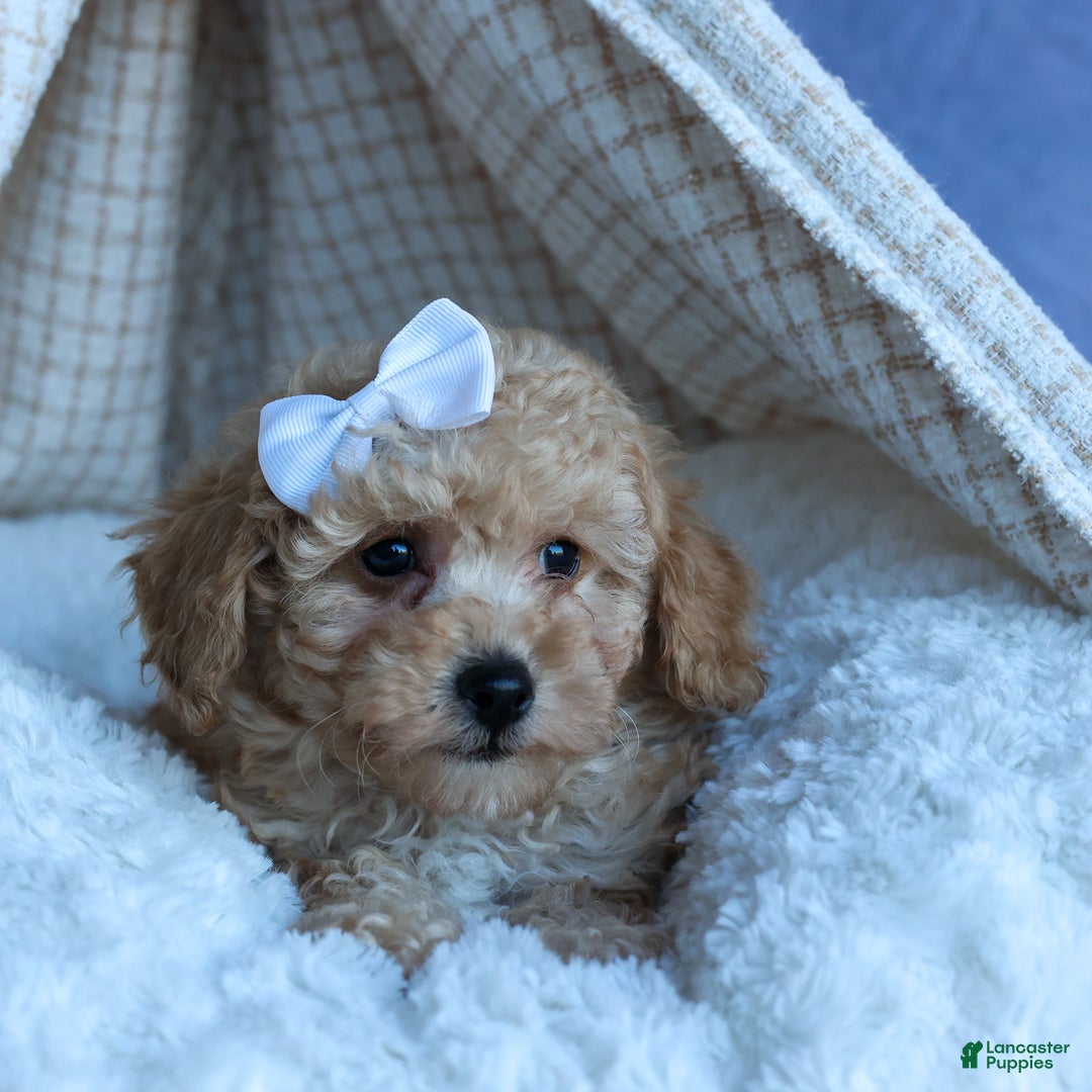 Miniature Poodle dogs for sale: LEO - Ad 7