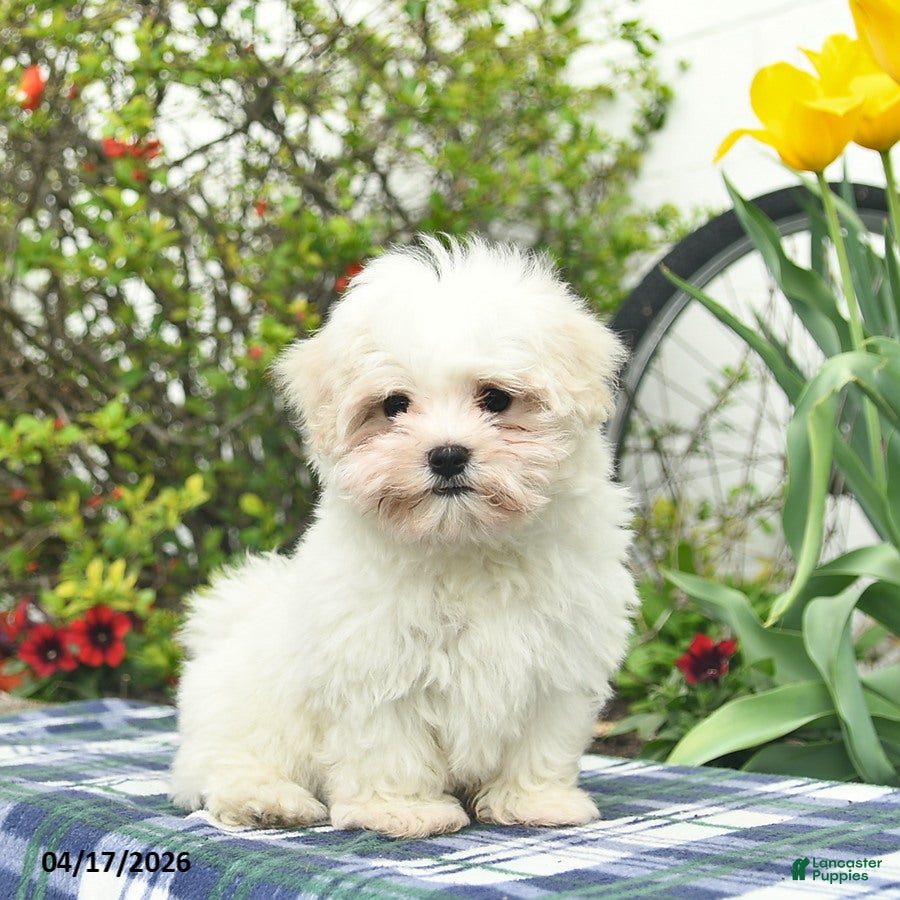 Maltese dogs Sugar - Ad 1