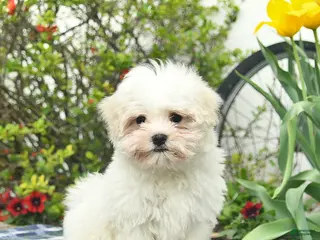 Maltese dogs for sale: Sugar - Ad 2