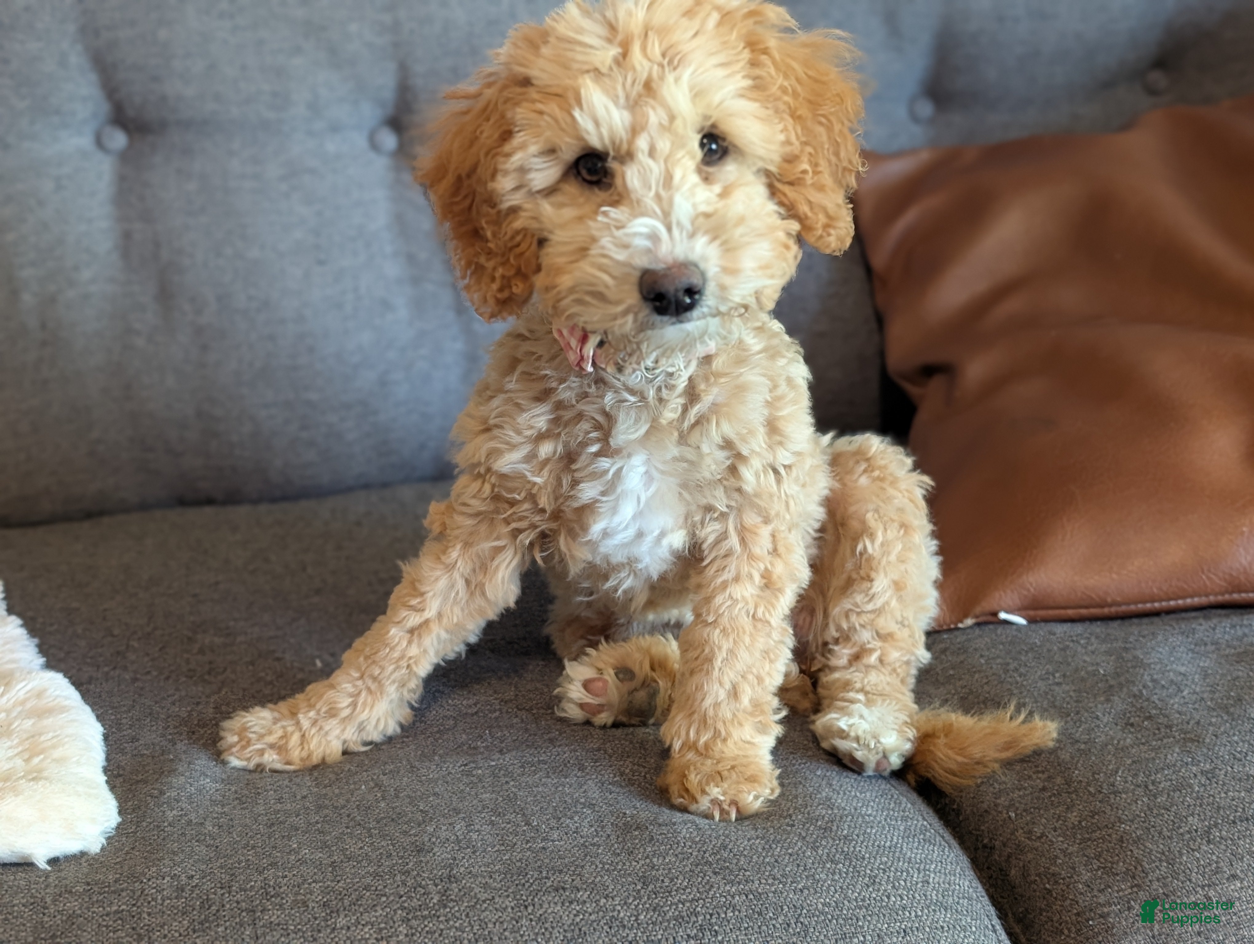 Mini Goldendoodle dogs Honey - Ad 1