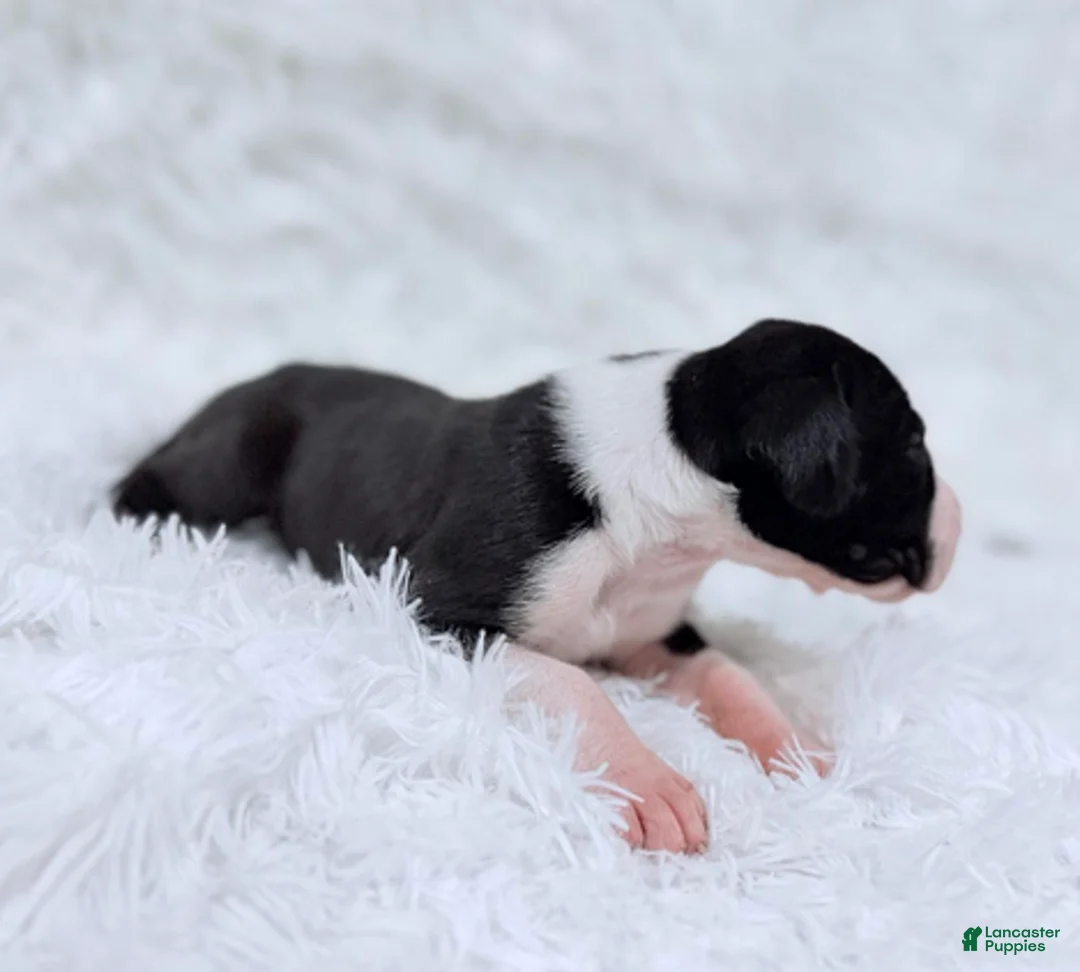 Great Dane dogs for sale: Ginny Weasley - Ad 7