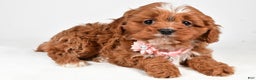 Cavapoo dogs for sale: Ruby - Ad 2