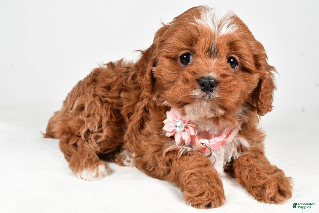 Cavapoo dogs for sale: Ruby - Ad 2