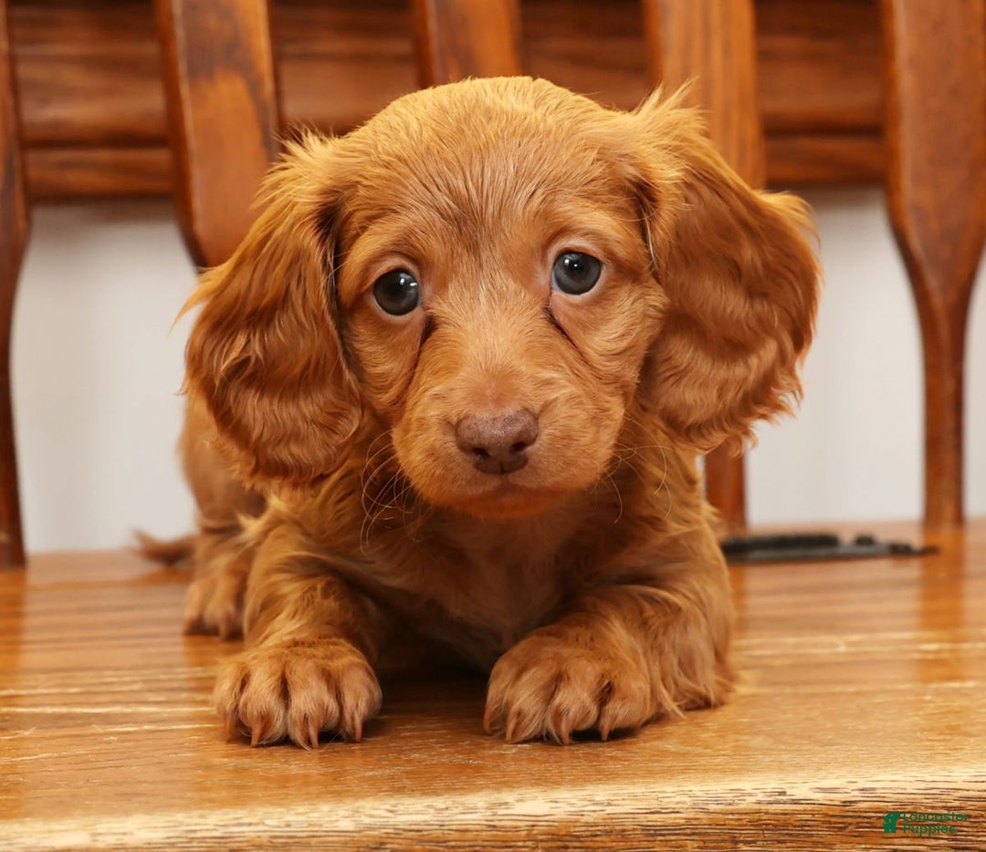Miniature Dachshund dogs for sale: Darvin - Ad 8