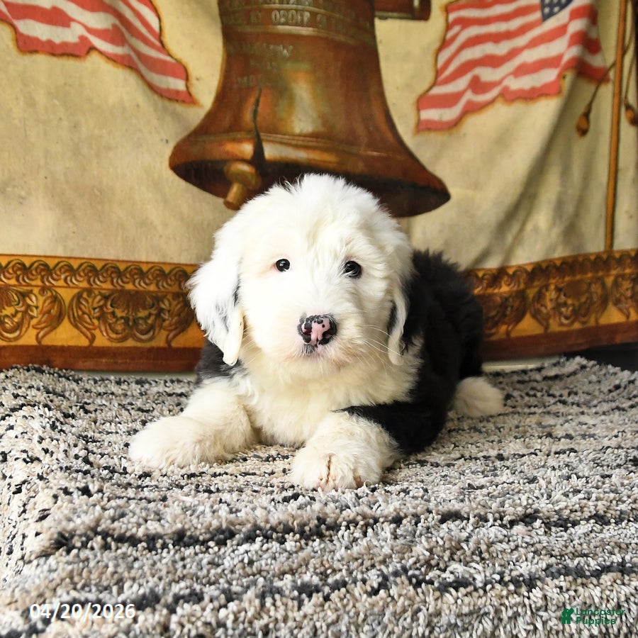 Old English Sheepdog dogs Violet - Ad 2