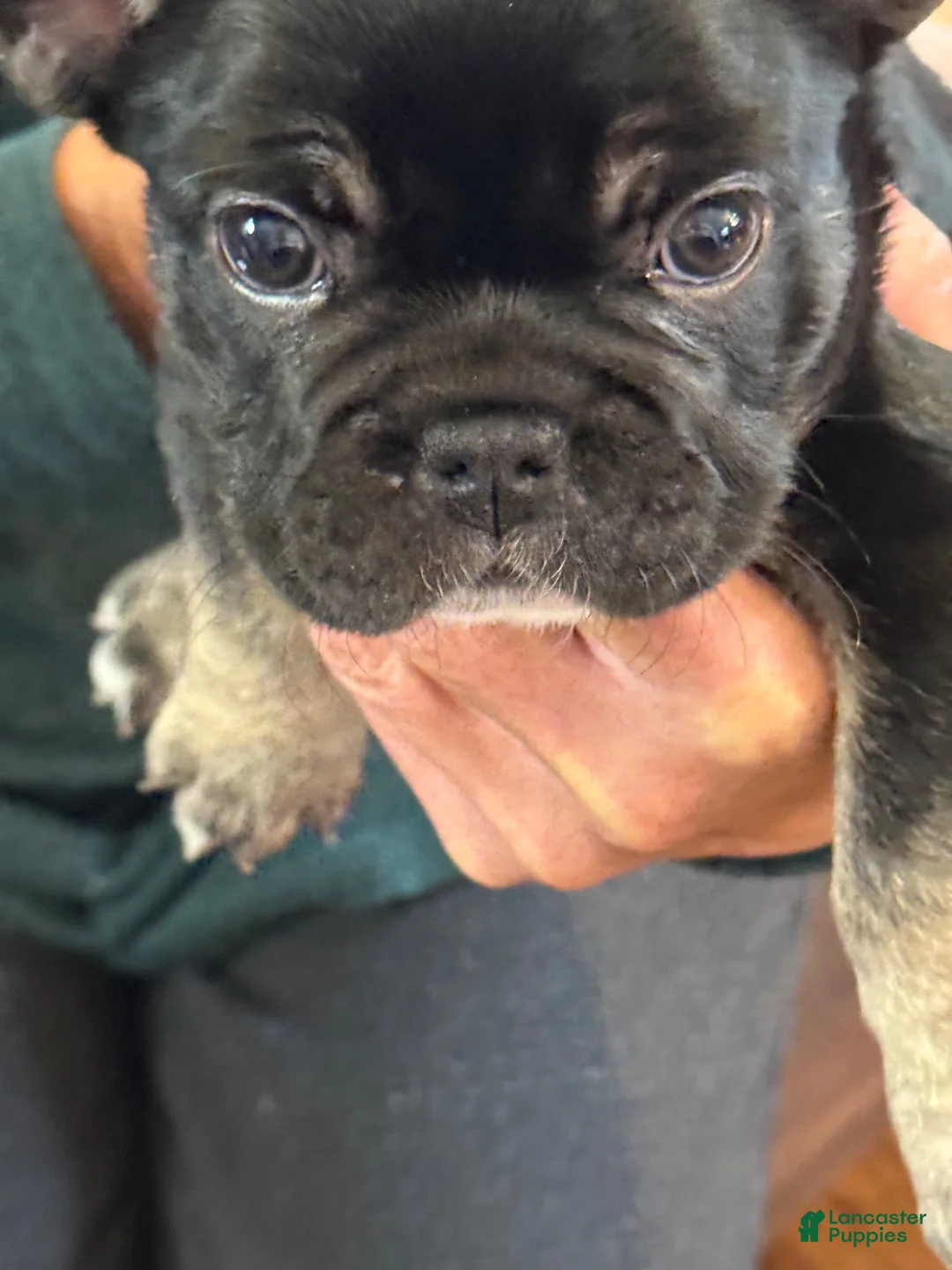 French Bulldog dogs for sale: French Bulldog 1 - Ad 1
