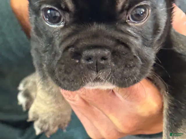 French Bulldog dogs for sale: French Bulldog 1 - Ad 1