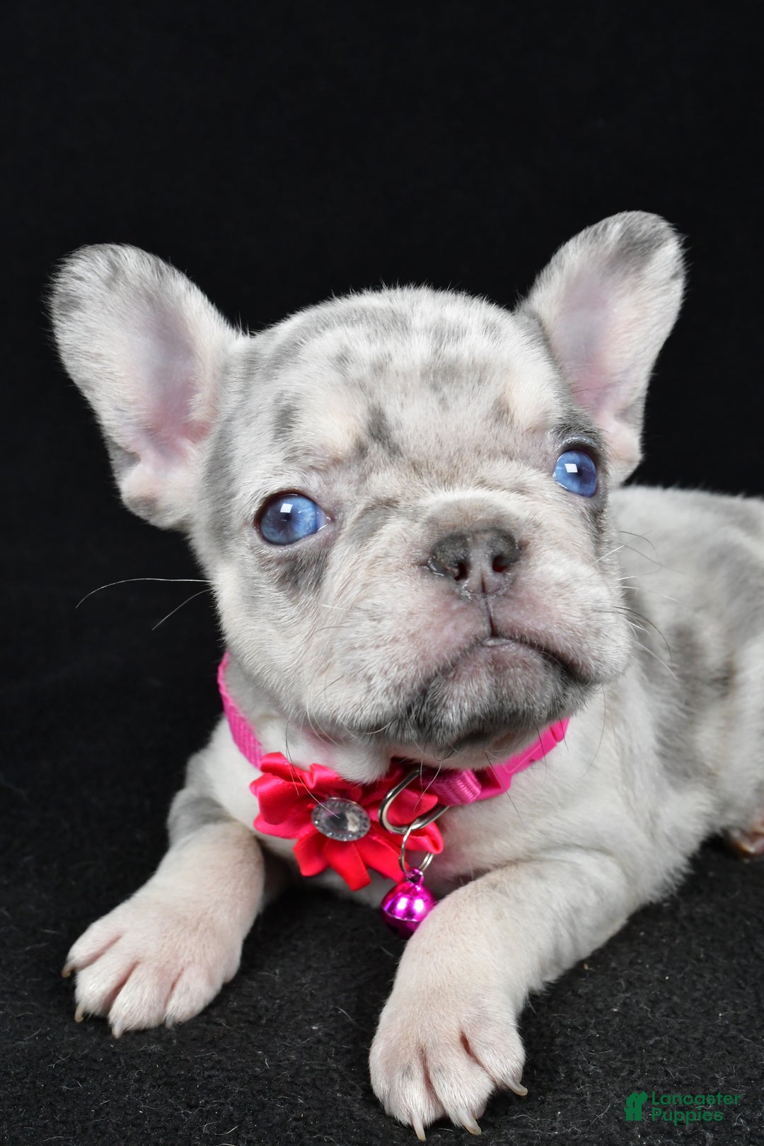 French Bulldog dogs for sale: Krissey - Ad 5