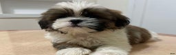Shih Tzu dogs for sale: Gianna - Ad 1