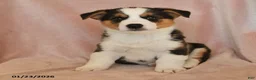 Welsh Corgi Pembroke dogs for sale: Irene - Ad 6