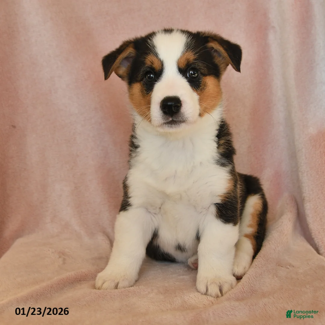 Welsh Corgi Pembroke dogs for sale: Irene - Ad 6