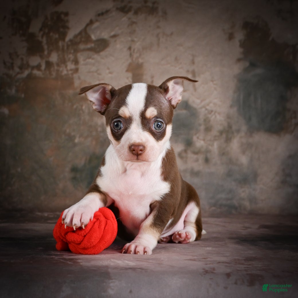 Chihuahua dogs for sale: CoCo - Ad 6