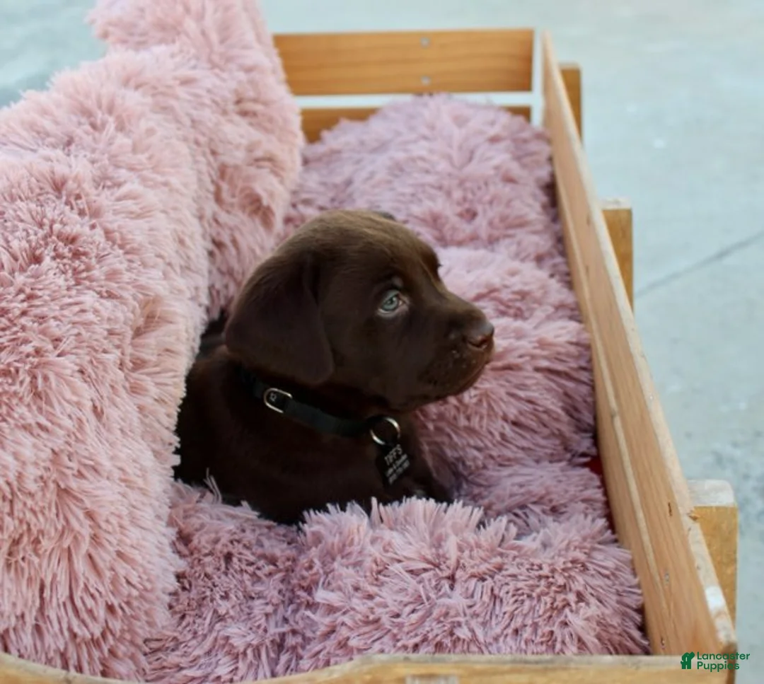 Labrador Retriever dogs for sale: Black Collar - Ad 10