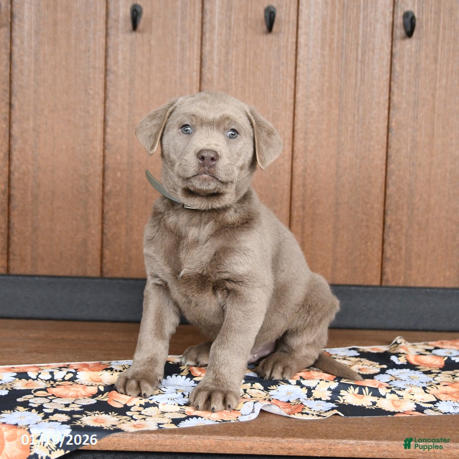 Labrador Retriever dogs Winston - Ad 13